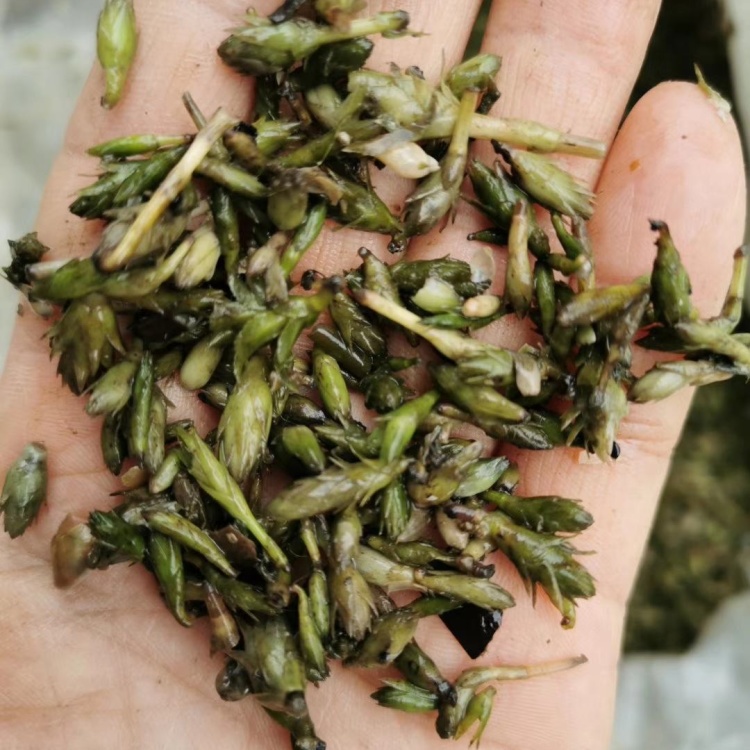 轮叶黑藻芽孢水草节节草耐高温灯笼泡养殖专用