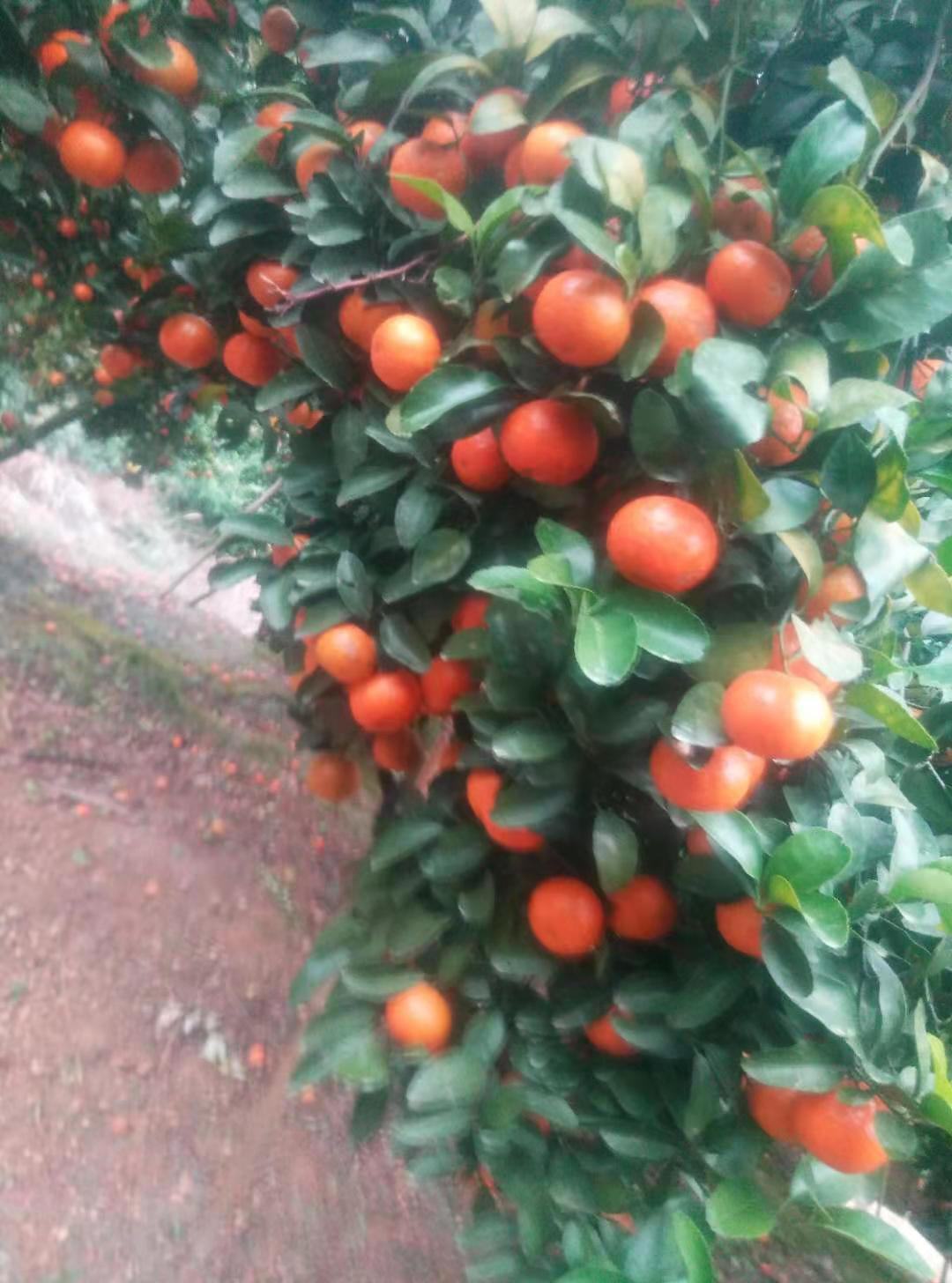 沙糖桔代收代办代发货全国各地