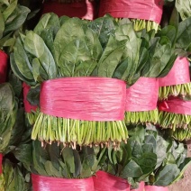 [牛]精品万亩菠菜品种齐全各种包装代发全国