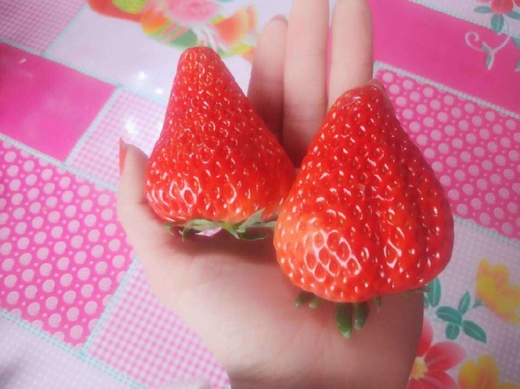 奶油草莓特写镜头