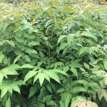 栾树，南栾，栾树苗。湖北省利川市栾树小苗。