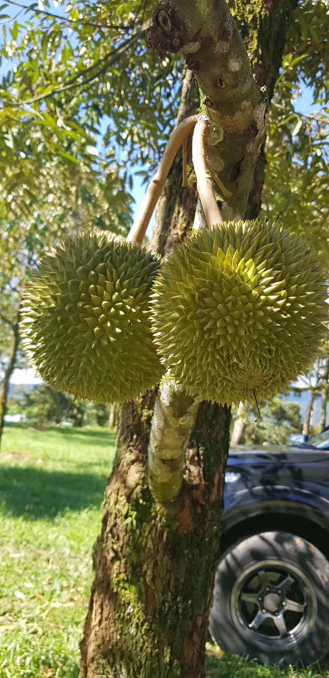 [榴莲批发]泰国榴莲,榴莲肉大量供应价格450.00元/斤 - 一亩田