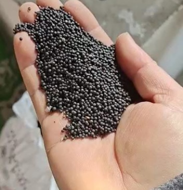 水纷8 点,高芥酸油菜籽