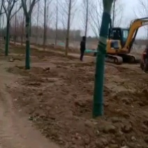 绿化苗木合欢，大量有货，各种规格齐全，欢迎各地客商来电