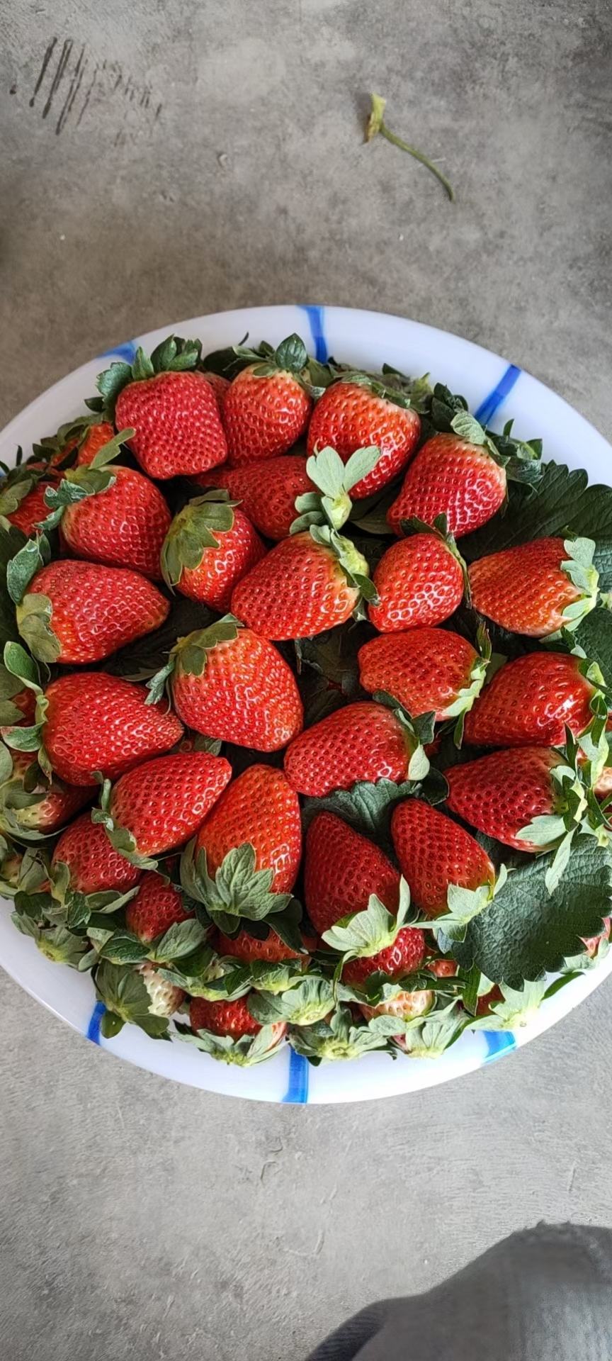 [草莓批发]大凉山德昌露天冬草莓价格12.00元/斤 - 一亩田