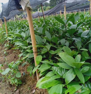 肉桂是香料,入药主要中药,这里肉桂苗,桂皮主产地