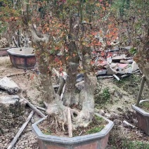 紫薇老桩头盆景冬天落叶灌木种植基地大量现货批发