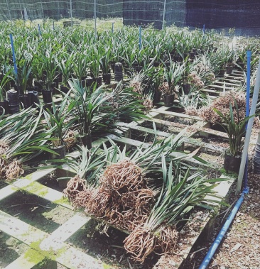 广东佛山市慧卉花艺园专业低价大量批发各种品种兰花