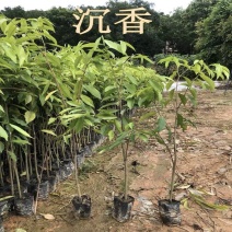 海南沉香树珍贵药材绿化沉香苗可盆栽观赏稀物植物