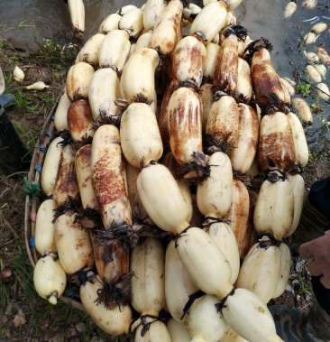 鄂莲6号79厘米1015厘米以上