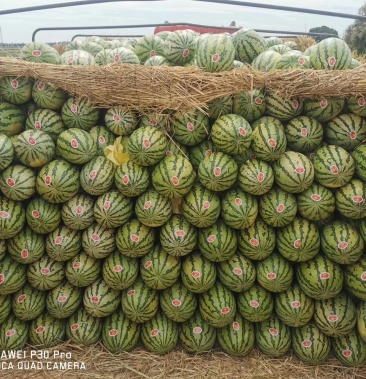 [金花西瓜批发]金花一号晒石瓜个大甜度高价格0.36元/斤 - 一亩田