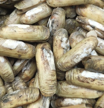 海蛏电商直供全国发货包活