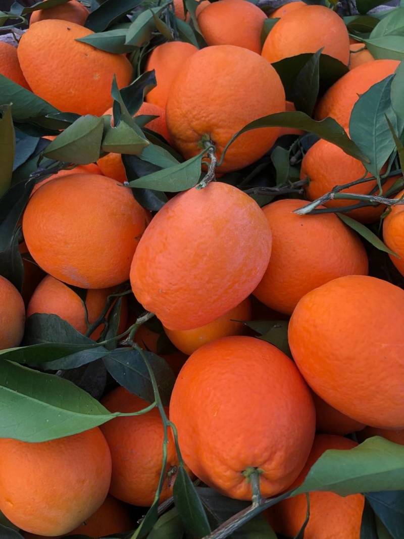 当前位置>供应大厅>水果>橙子>各种脐橙大量上市中,长虹脐橙,纽荷尔