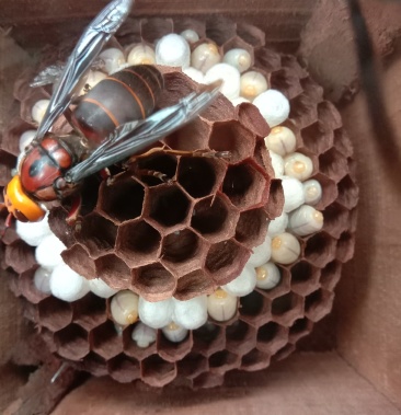 预售红娘蜂群,黄脚蜂群,价格合理质量保证