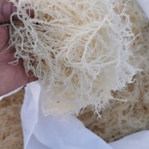 精品龙须菜（鹿角菜）。。龙须菜。。。。。。