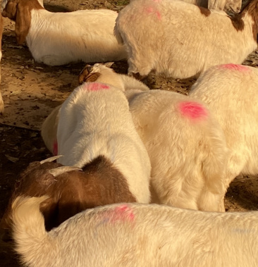纯种红头大耳波儿山羊 支持视频挑选 免费运输