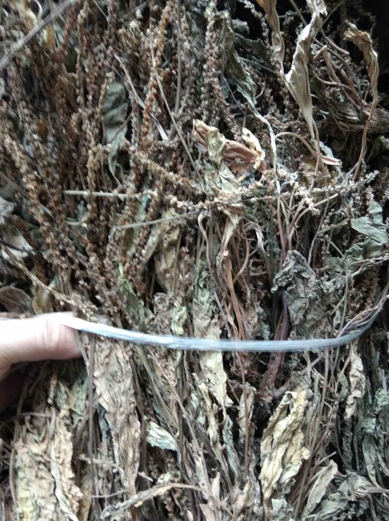 车前草无硫野生田冠草钱贯草车轮菜虾蟆衣一斤包邮