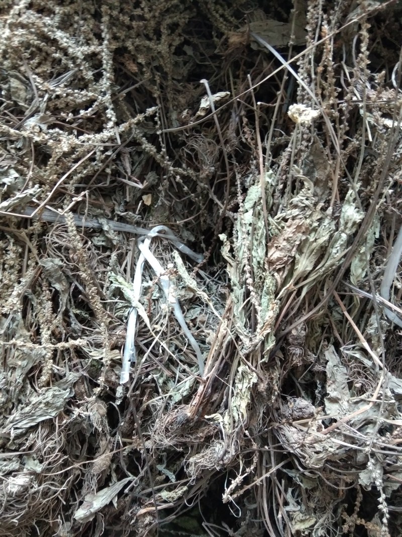 车前草无硫野生田冠草钱贯草车轮菜虾蟆衣一斤包邮