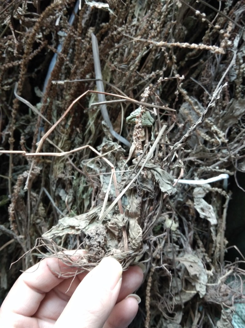 车前草无硫野生田冠草钱贯草车轮菜虾蟆衣一斤包邮