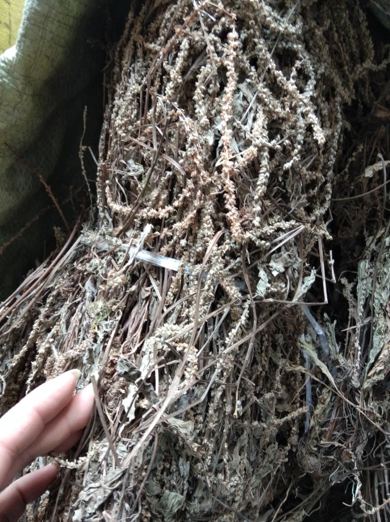 车前草无硫野生田冠草钱贯草车轮菜虾蟆衣一斤包邮