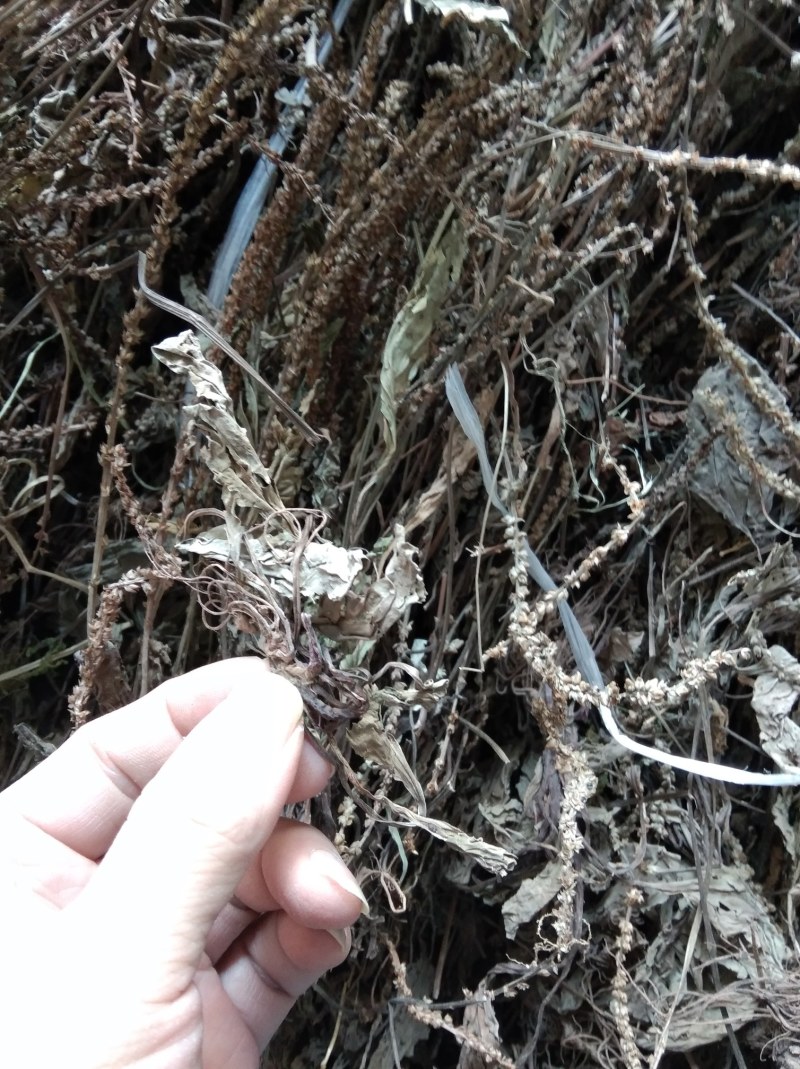 车前草无硫野生田冠草钱贯草车轮菜虾蟆衣一斤包邮