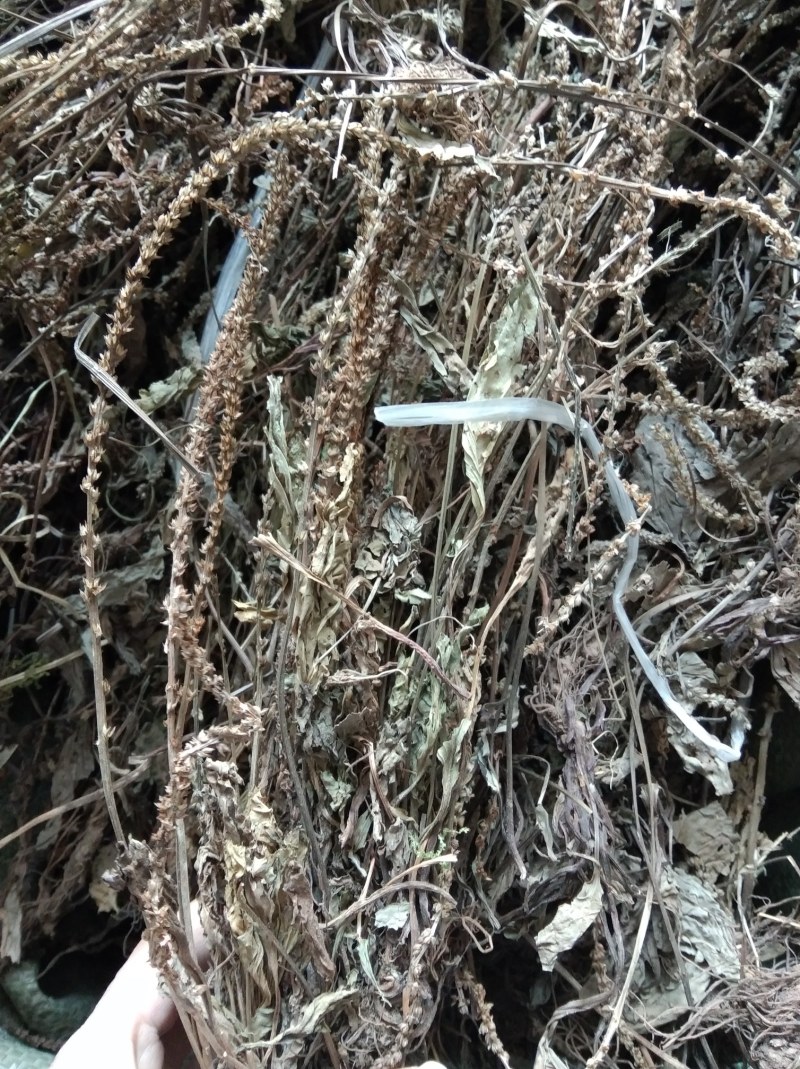 车前草无硫野生田冠草钱贯草车轮菜虾蟆衣一斤包邮