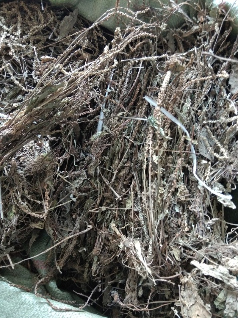 车前草无硫野生田冠草钱贯草车轮菜虾蟆衣一斤包邮