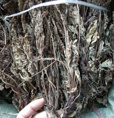 车前草无硫野生田冠草钱贯草车轮菜虾蟆衣一斤包邮