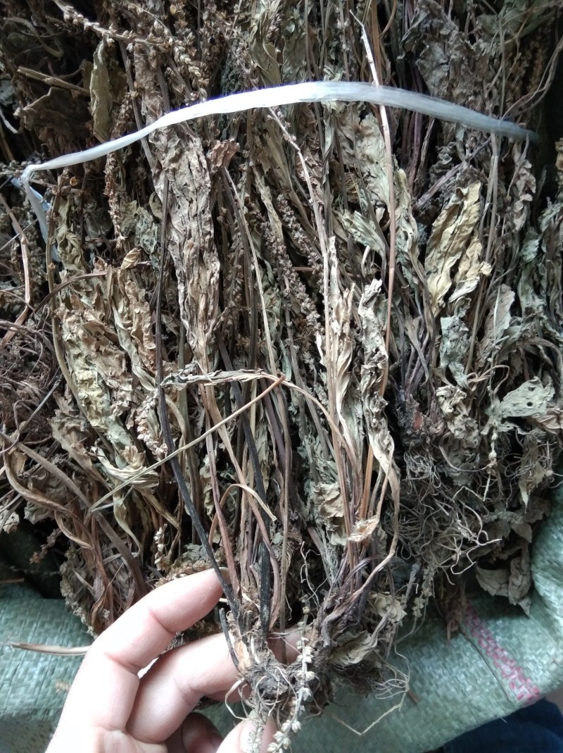 车前草无硫野生田冠草钱贯草车轮菜虾蟆衣一斤包邮