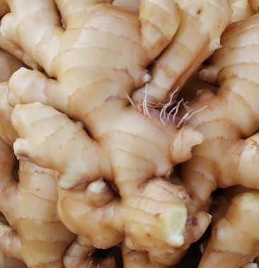 水洗圆头鲜姜 烤姜 精品姜