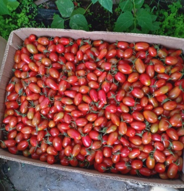 丹东东港409小柿子产地直发果型好看果肉饱满