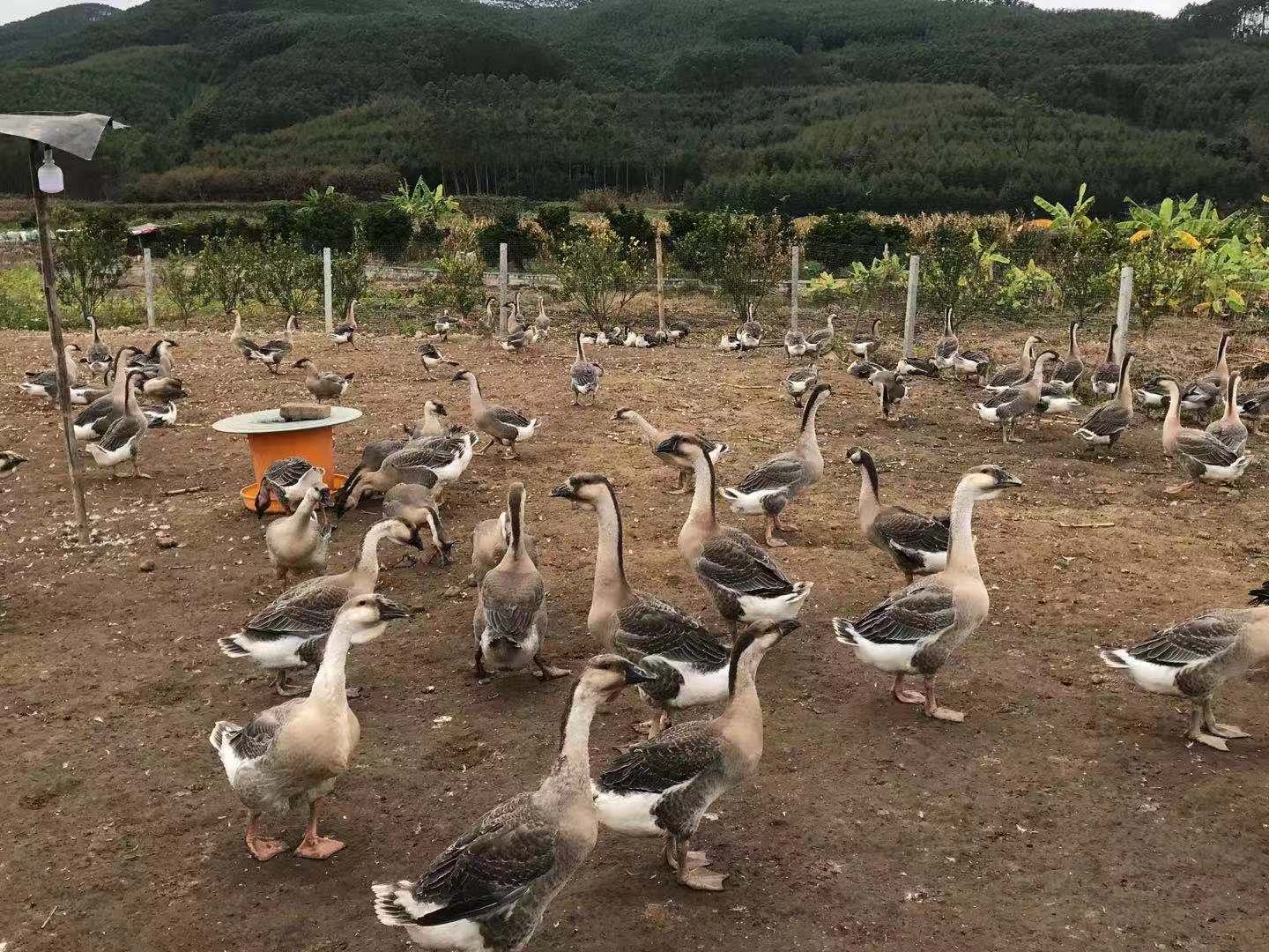 展示姜母鹅在自然环境中养殖的场景,背景为山林或农田,鹅群在自由活动 姜母鹅养殖基地全景