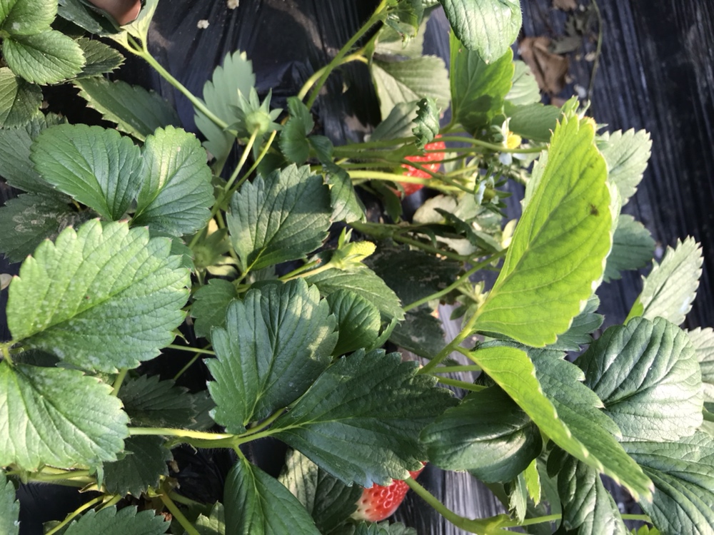 甜宝草莓与佐贺草莓外观对比图