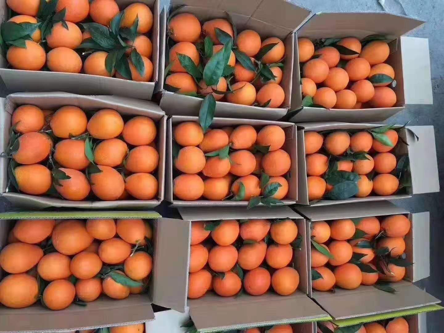 早红脐橙礼盒包装展示图