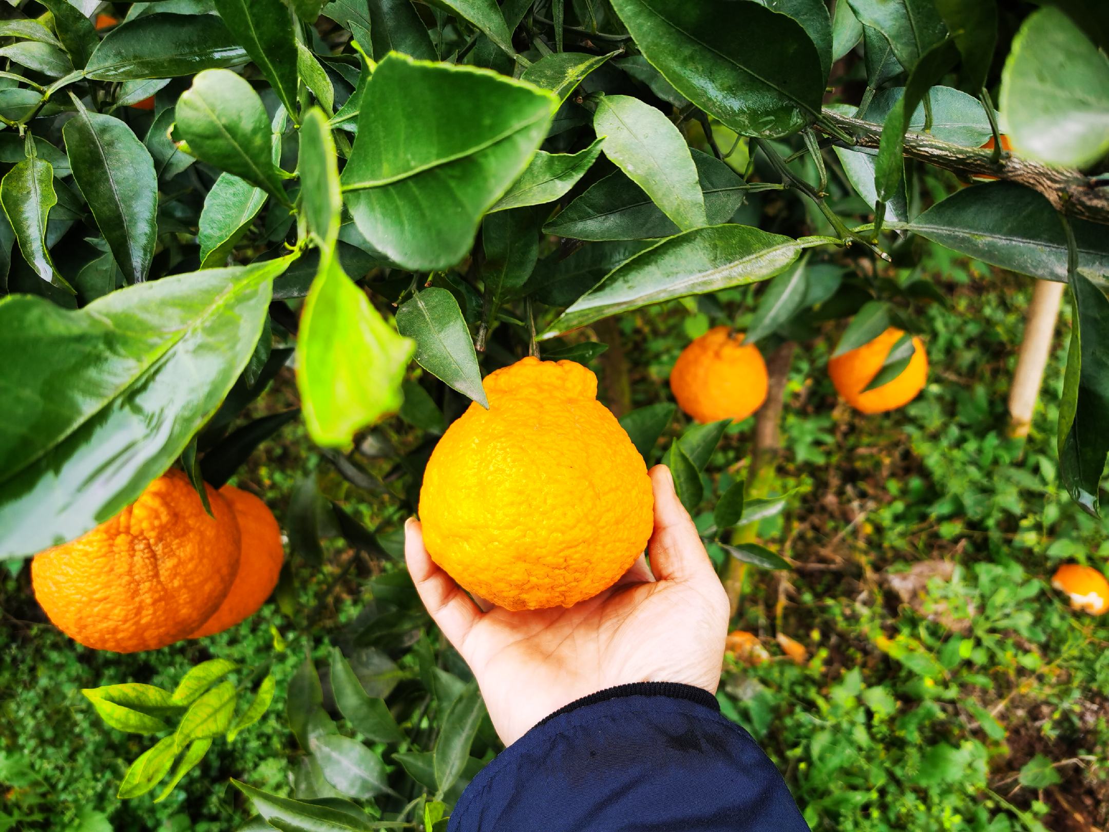 一名消费者在超市水果区挑选不知火柑,正在用手轻捏测试果实弹性,面前摆放多个不同大小和色泽的不知火柑,背景有标签注明‘四川蒲江丑柑’ 图片描述