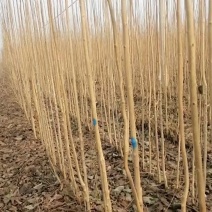 2公分杜仲大量上货中