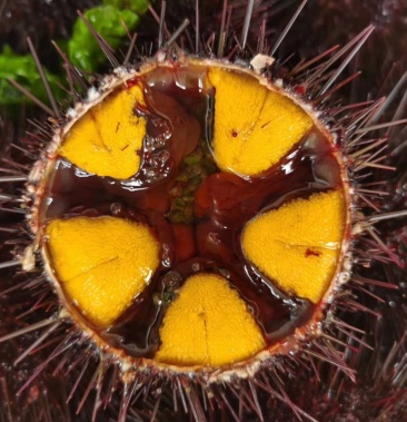 大连马粪海胆紫海胆黄金海胆季节性供应