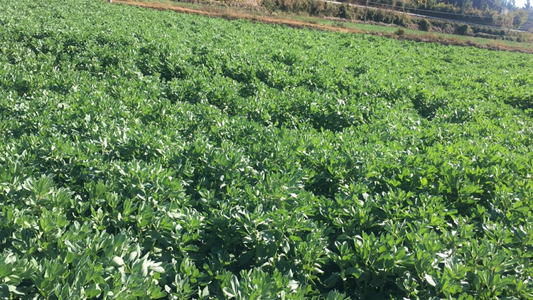 蚕豆田间排水系统实景图