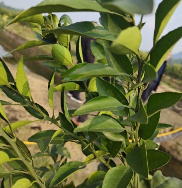 [桔柚批发]阳光一号桔柚,品种纯正,产地检疫,2021爆款品种价格500.