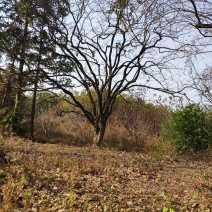 柿子树精品柿子树，风景柿子树20cm-30地径