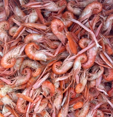 抓虾,铁皮虾肉质饱满,今年新货,货源充足