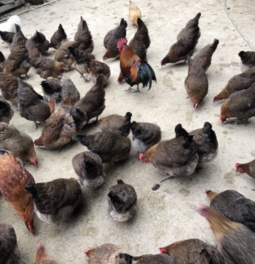 原生态土鸡七八个月的血毛土鸡