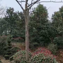湖北栾树，黄山栾树，全冠，发冒量大价优8到20公分