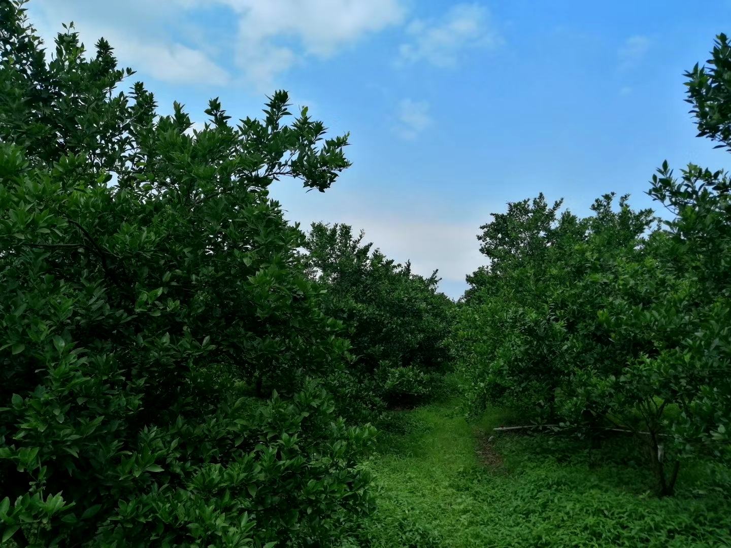 氨基酸原粉与肥料搭配图
