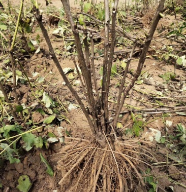 丛生多股牡丹苗多分枝牡丹优选凤丹电商99包邮热销