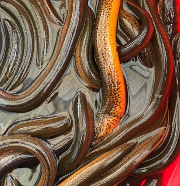 黄鳝苏北正宗渔民野外捕抓鲜活黄鳝鱼长鱼活体现杀