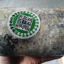 优质粮食蜜环菌，萌发菌