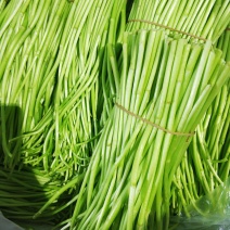 （新田野特菜行）芦蒿时价经营，诚信交易大量批发，需要联系