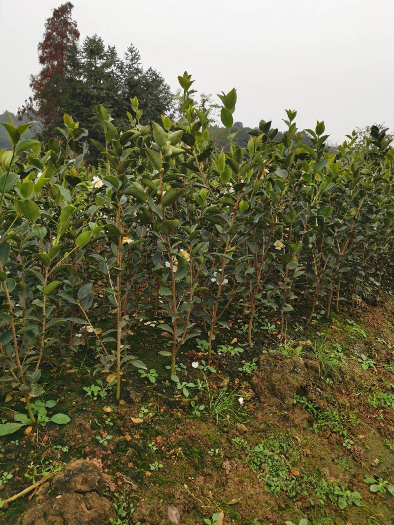 丰城白土镇油茶苗基地图片