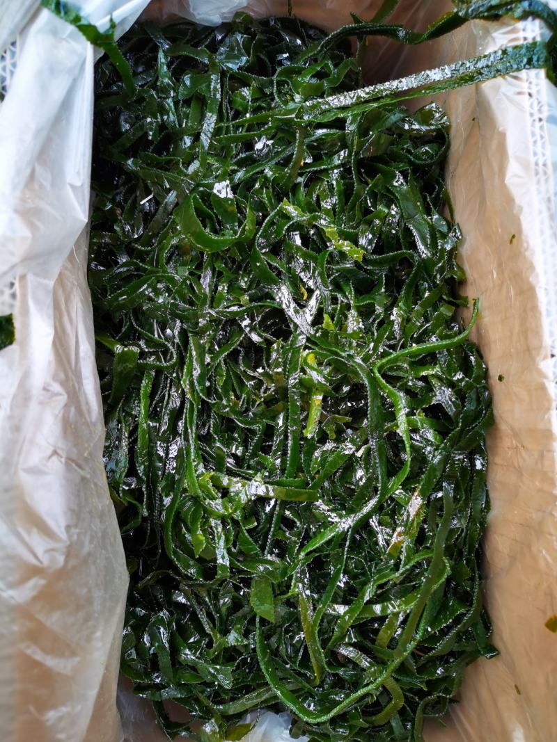 盐渍海带边丝威海市荣成市海带加工厂源头厂家